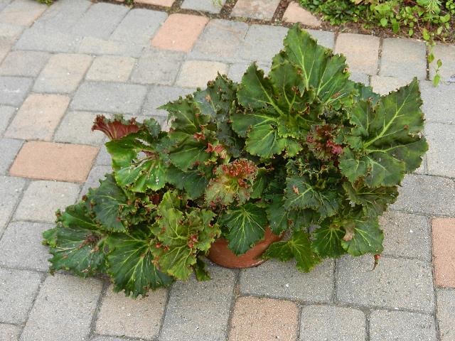 B. ‘La Cresta’